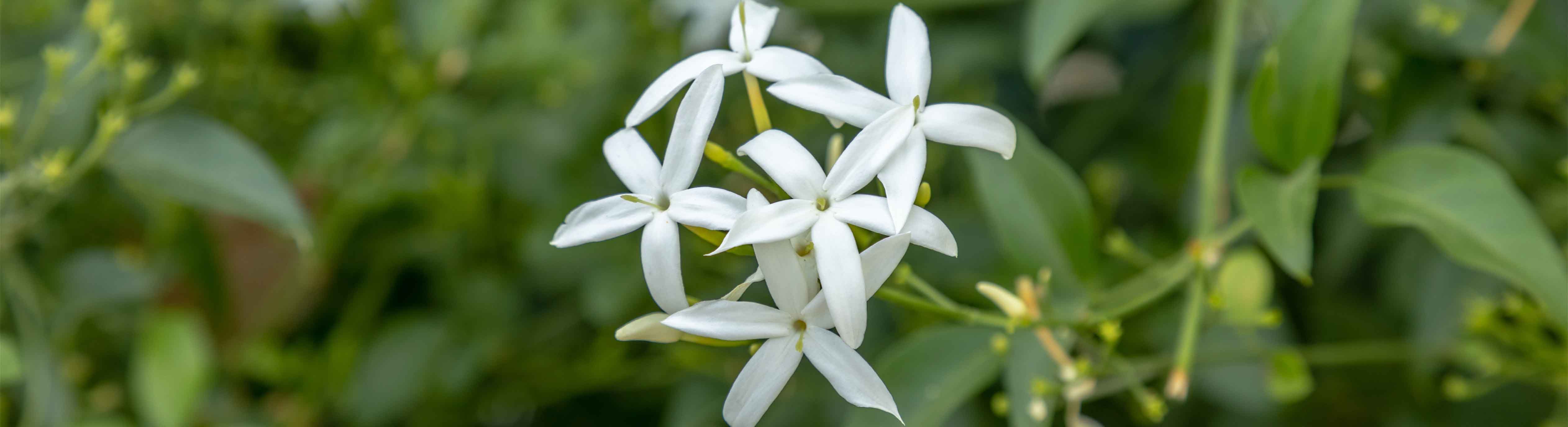 jasmin