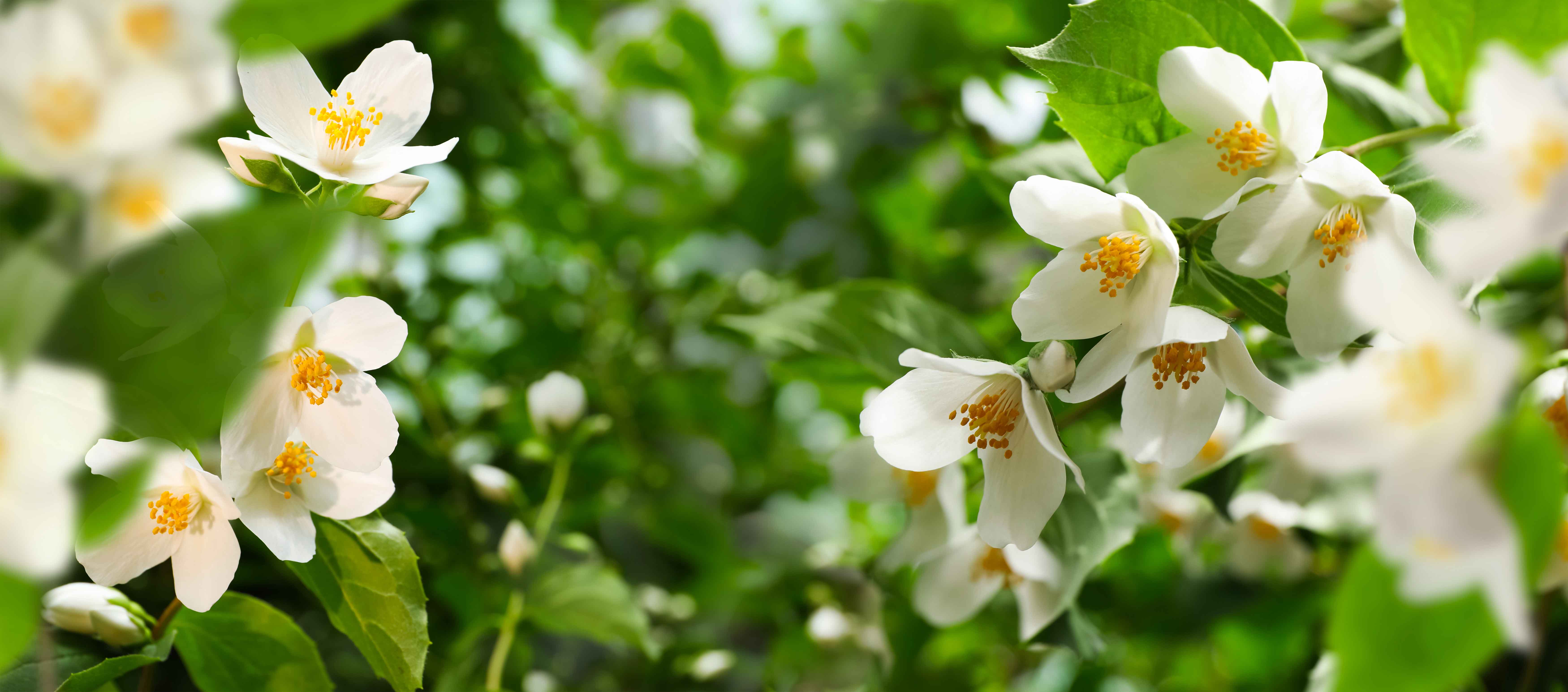 champs de Jasmin