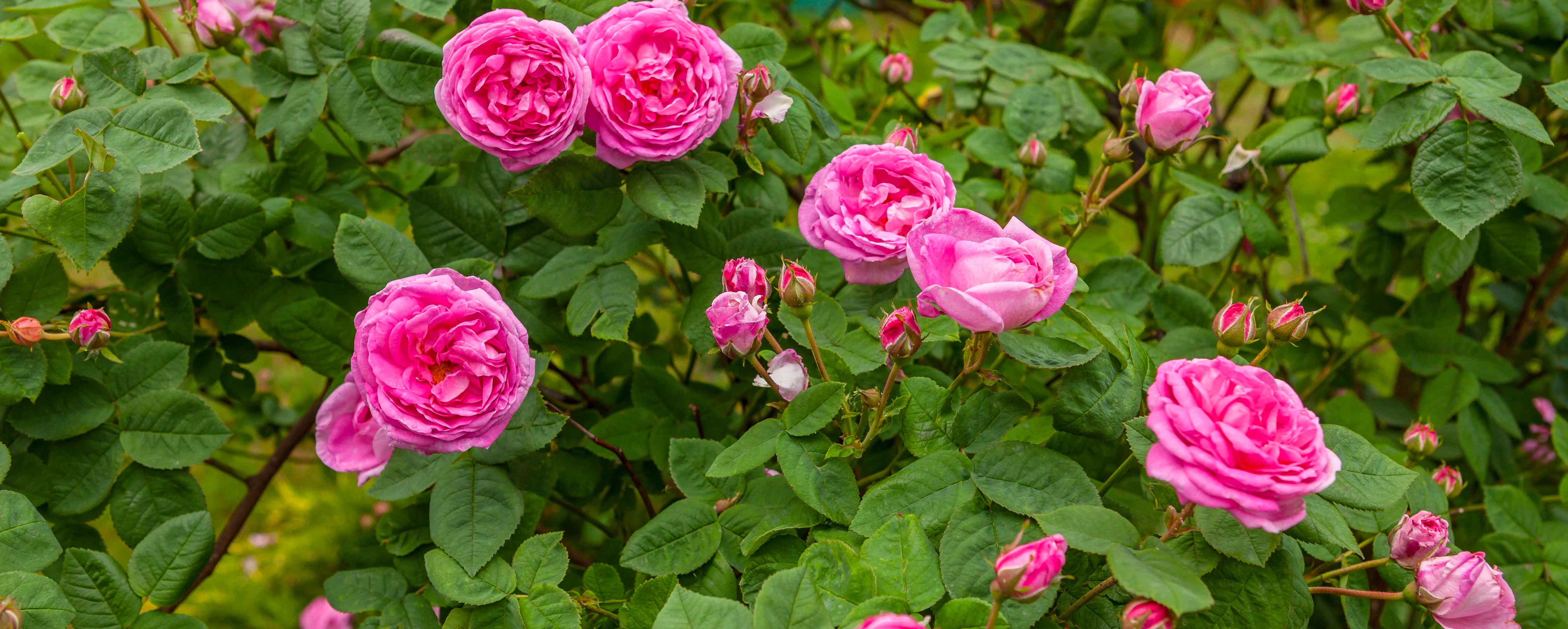 Champs de roses